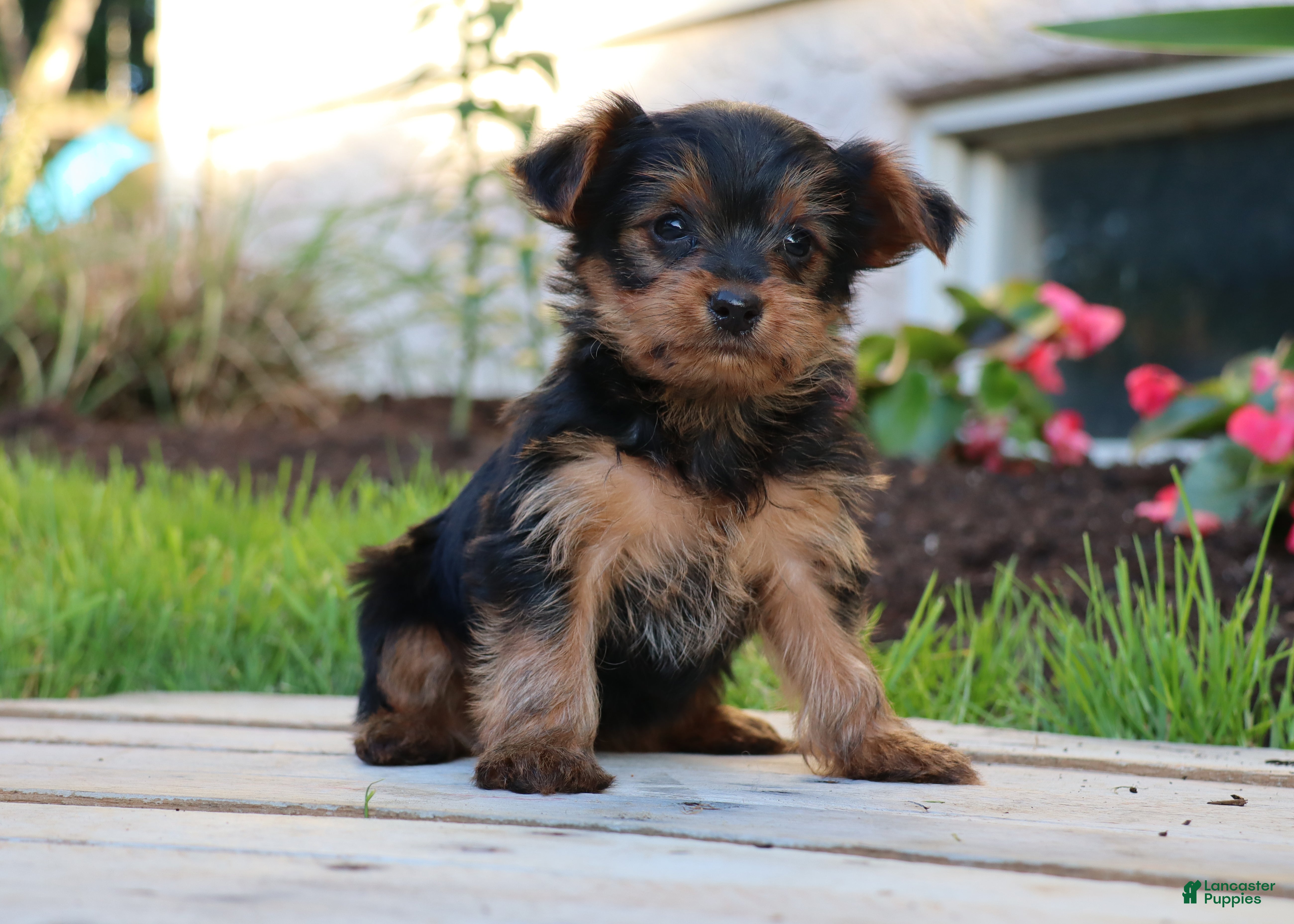 Yorkshire Terrier dogs Tucker - Ad 2