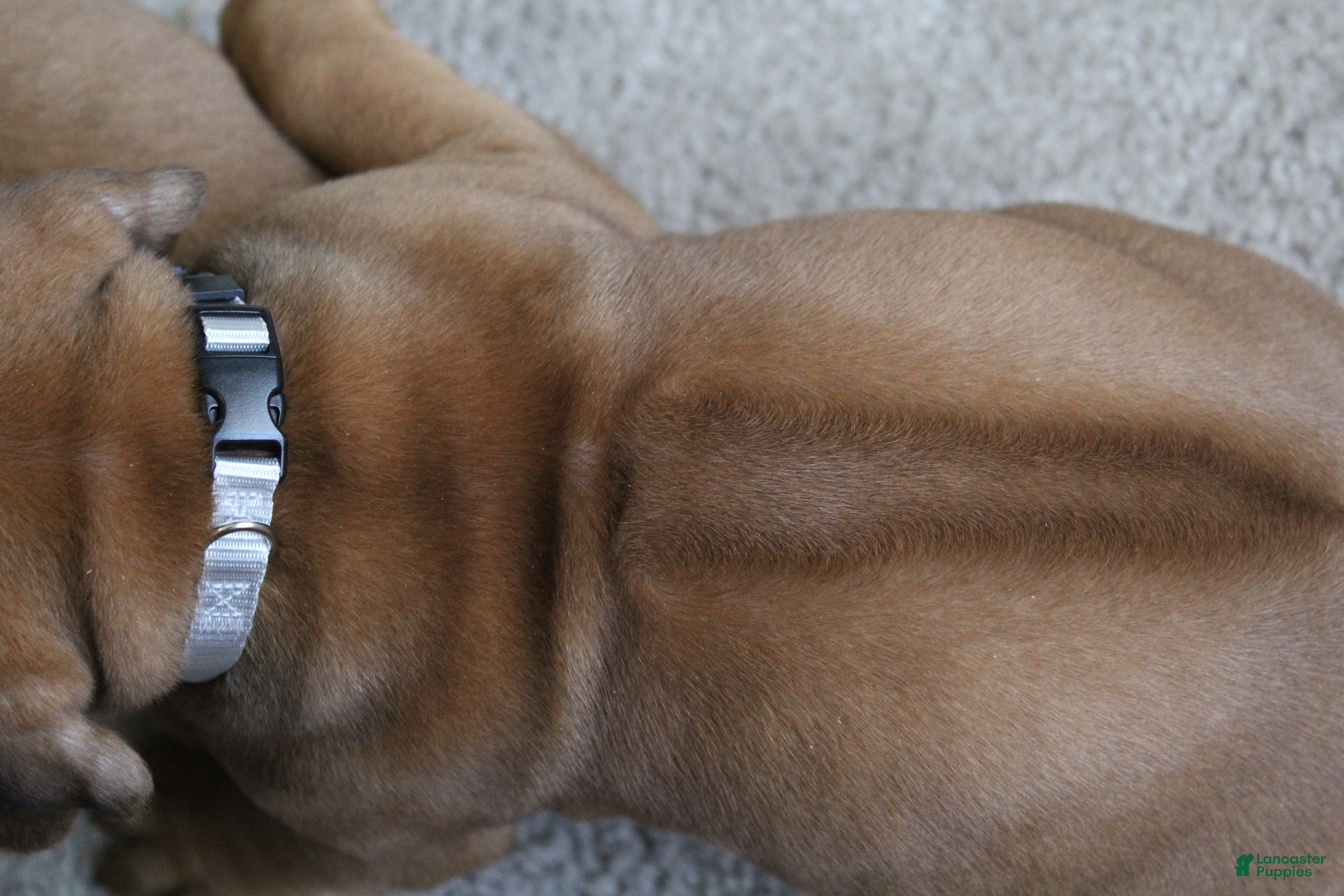 Rhodesian Ridgeback dogs Ollie - Ad 2