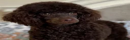 Miniature Poodle dogs for sale: Phineas - Ad 5