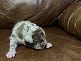 American Pit Bull Terrier dogs - Ad 42