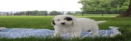 Mini Goldendoodle dogs for sale: Reina  - Ad 4