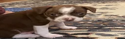 Mixed Breed dogs for sale: Mixed Breed 1 - Ad 4