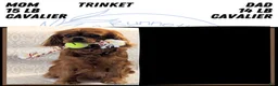 Cavalier King Charles Spaniel dogs for sale: Sienna - Ad 9