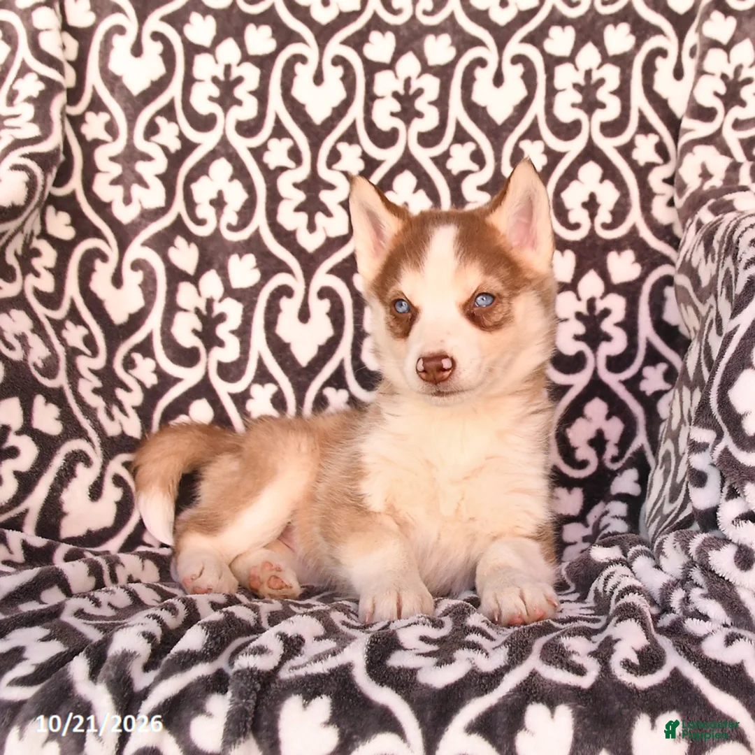 Pomsky dogs for sale: Chili - Ad 1