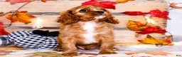 Cavalier King Charles Spaniel dogs for sale: Jojo - Ad 11