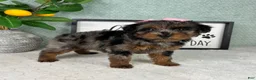Yorkiepoo dogs for sale: Paisley  - Ad 5