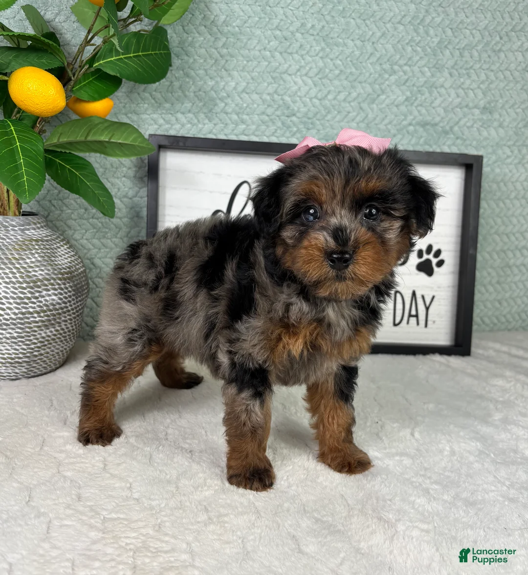 Yorkiepoo dogs for sale: Paisley  - Ad 5