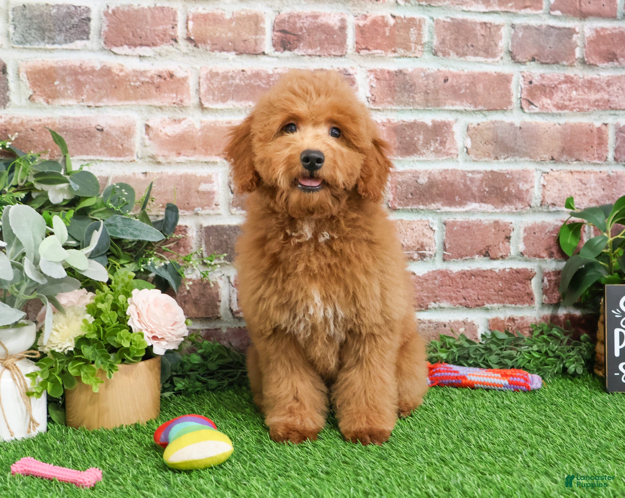 Mini Goldendoodle dogs Dora - Ad 17