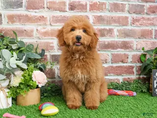 Mini Goldendoodle dogs Dora - Ad 17