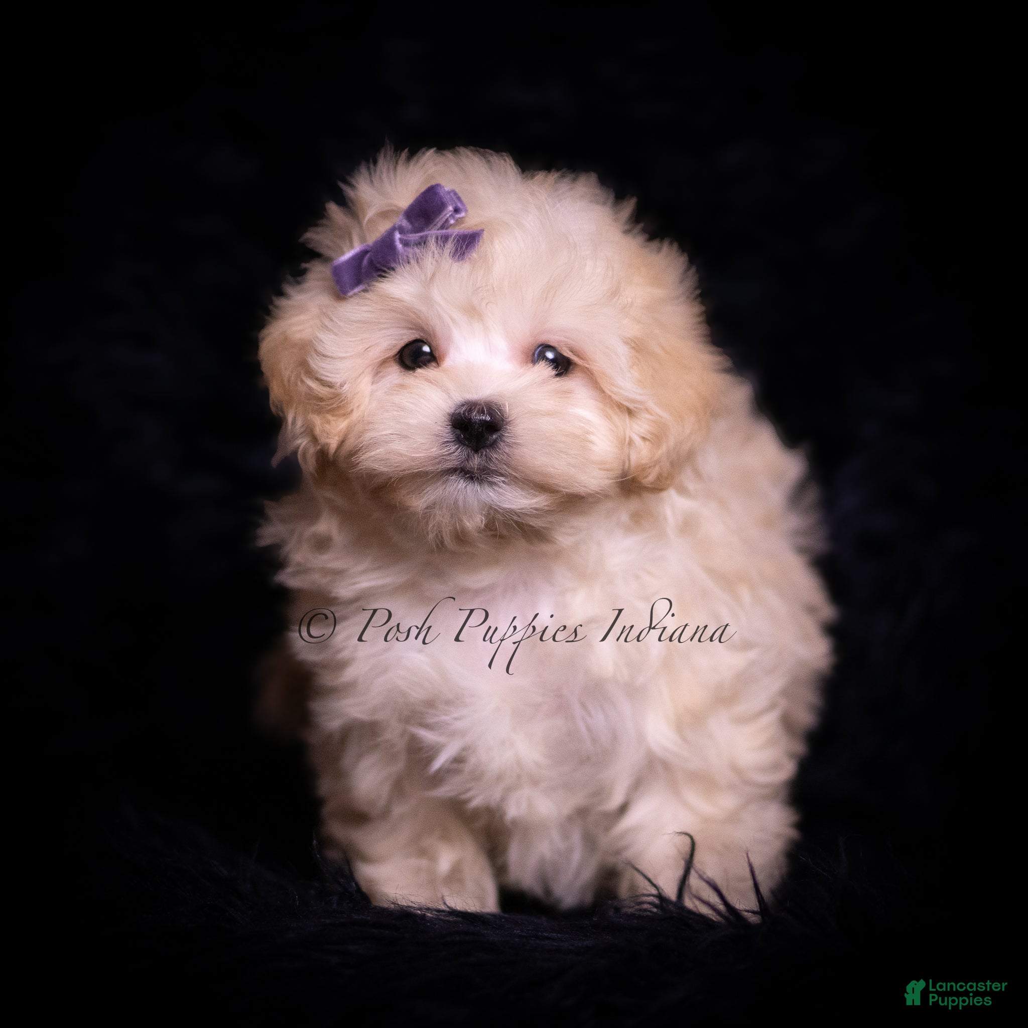 Maltipoo dogs Maggie - Ad 18