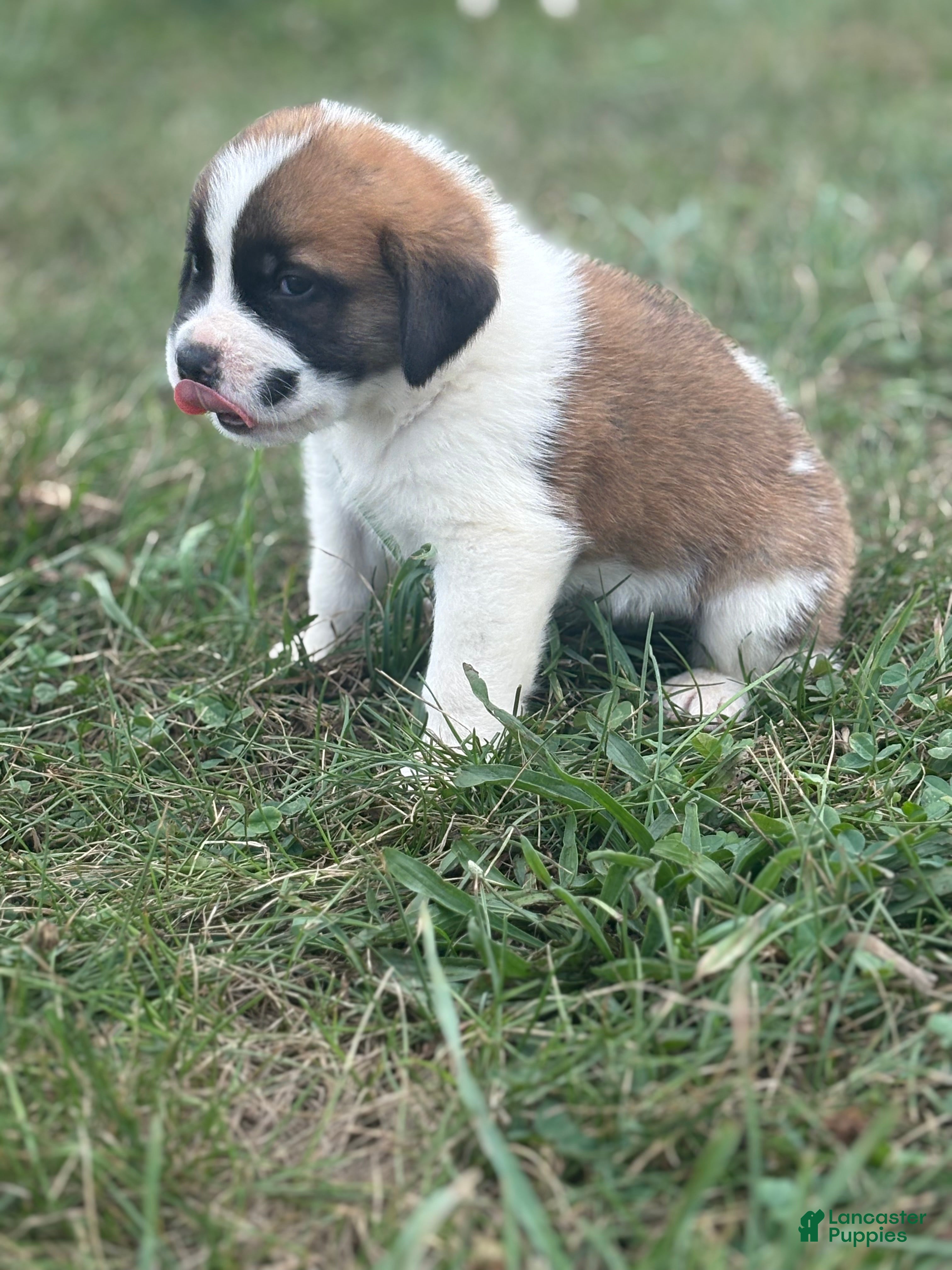 Saint Bernard dogs Tracker - Ad 2