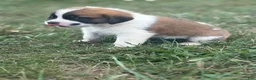 Saint Bernard dogs for sale: Tracker - Ad 4