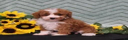 Miniature Poodle dogs for sale: Yessica - Ad 5