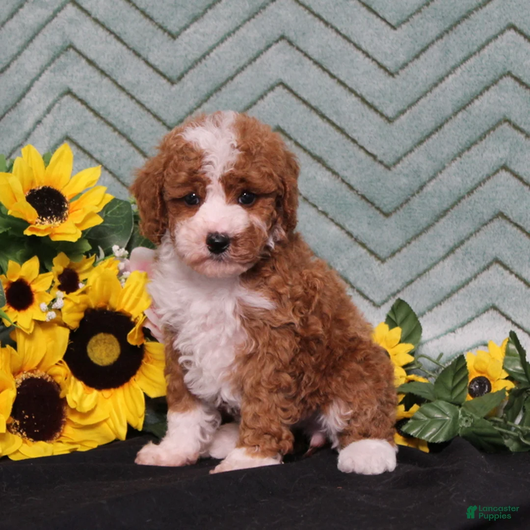 Miniature Poodle dogs for sale: Yessica - Ad 5