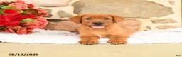 Labrador Retriever dogs for sale: Fawn - Ad 4