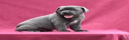 Cane Corso dogs for sale: Tank - Ad 5