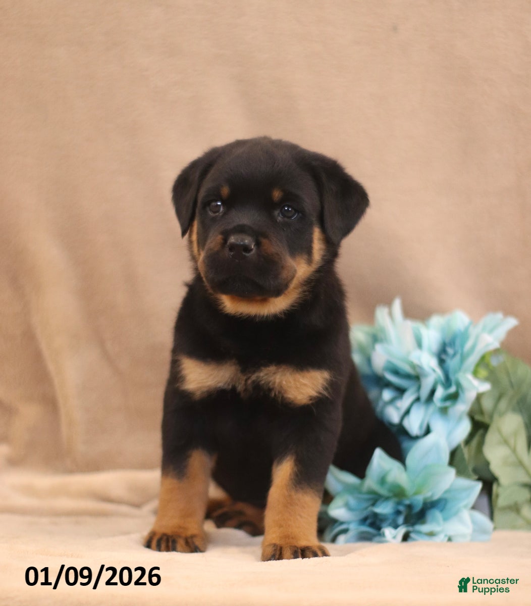 Rottweiler dogs Talon - Ad 2