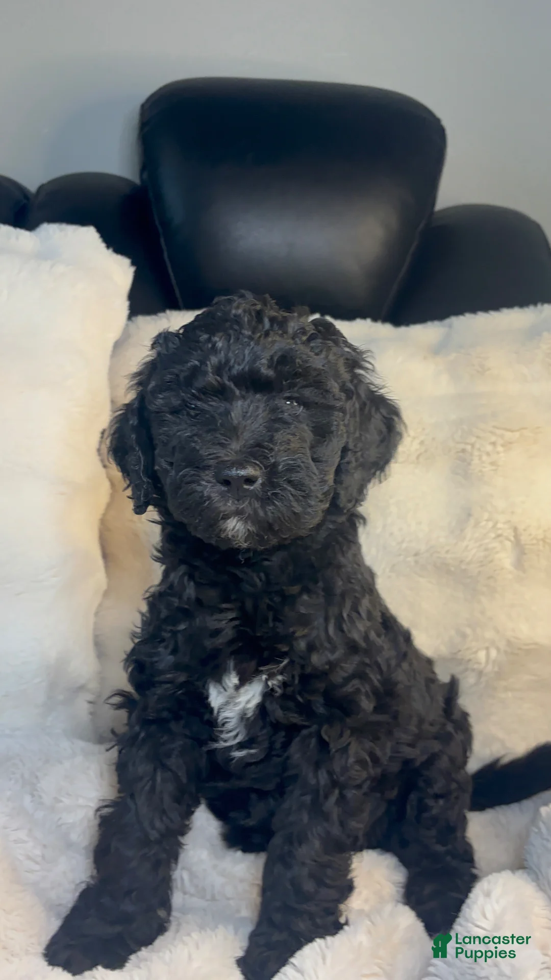 Double Doodle dogs for sale: Double Doodle Puppy 5 - Ad 1