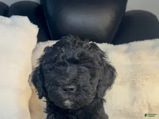 Double Doodle dogs Double Doodle Puppy 5 - Ad 5