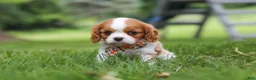 Cavalier King Charles Spaniel dogs for sale: Banks - Ad 3