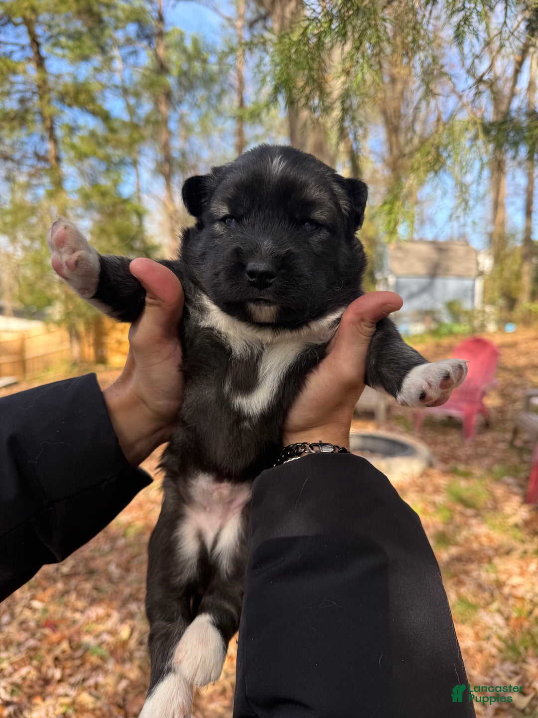 Siberian Husky dogs for sale: Dark - Ad 5