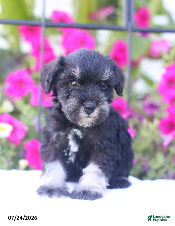 Miniature Schnauzer dogs Clifford - Ad 1