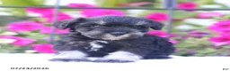 Miniature Schnauzer dogs for sale: Clifford - Ad 1
