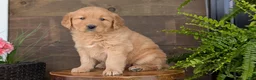 Golden Retriever dogs for sale: Kelsey - Ad 5