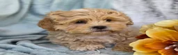 Shihpoo dogs for sale: Biscuit - Ad 11