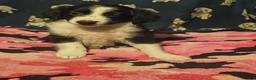 Chihuahua dogs for sale: Noddy (T-Cup) - Ad 24