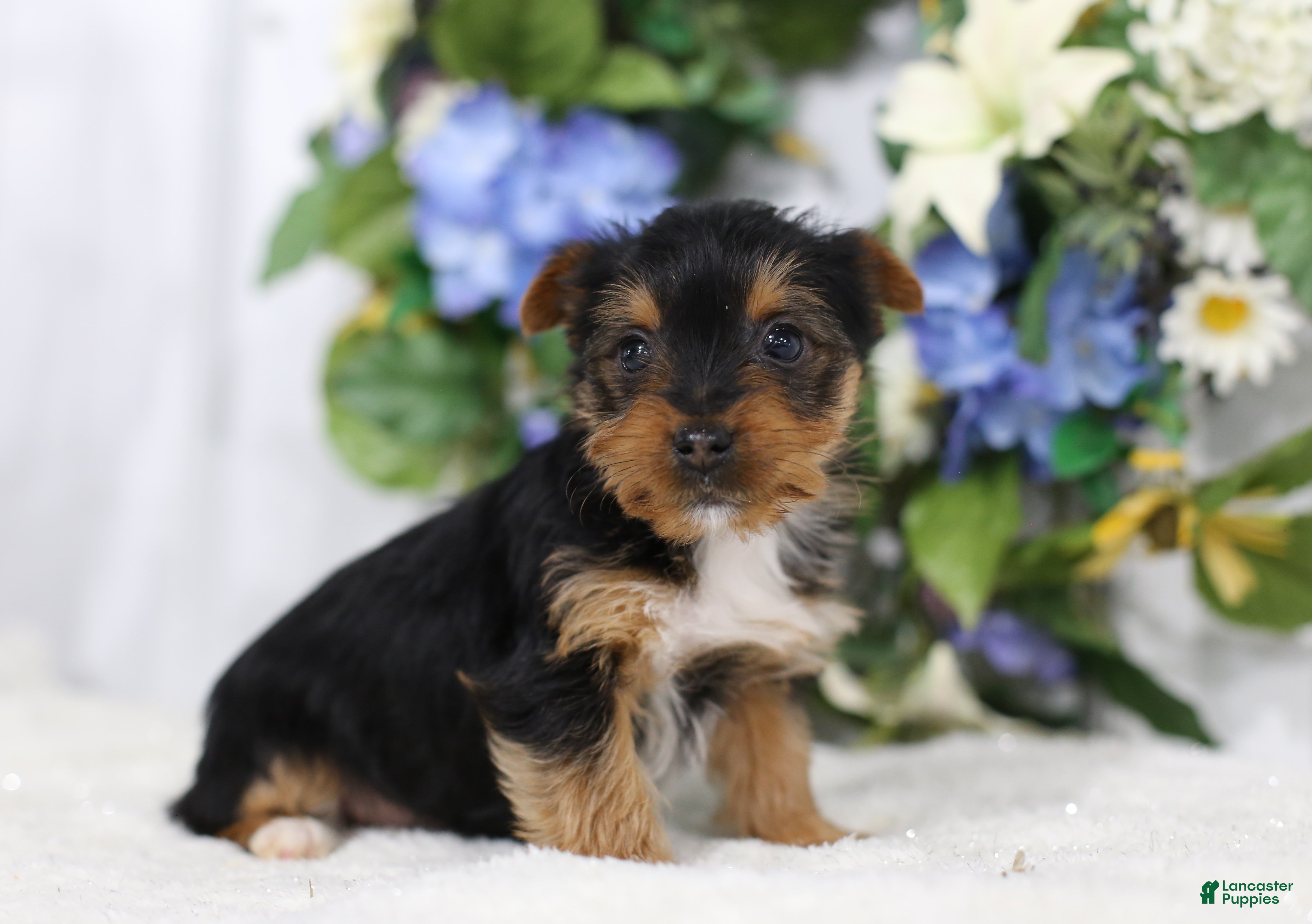 Yorkshire Terrier dogs Logan - Ad 2
