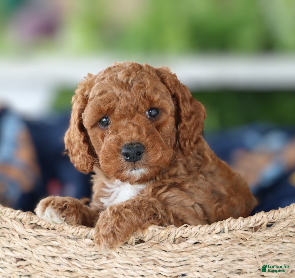Miniature Labradoodle dogs Chester - Ad 2