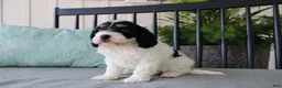 Cavapoo dogs for sale: Daisy - Ad 3