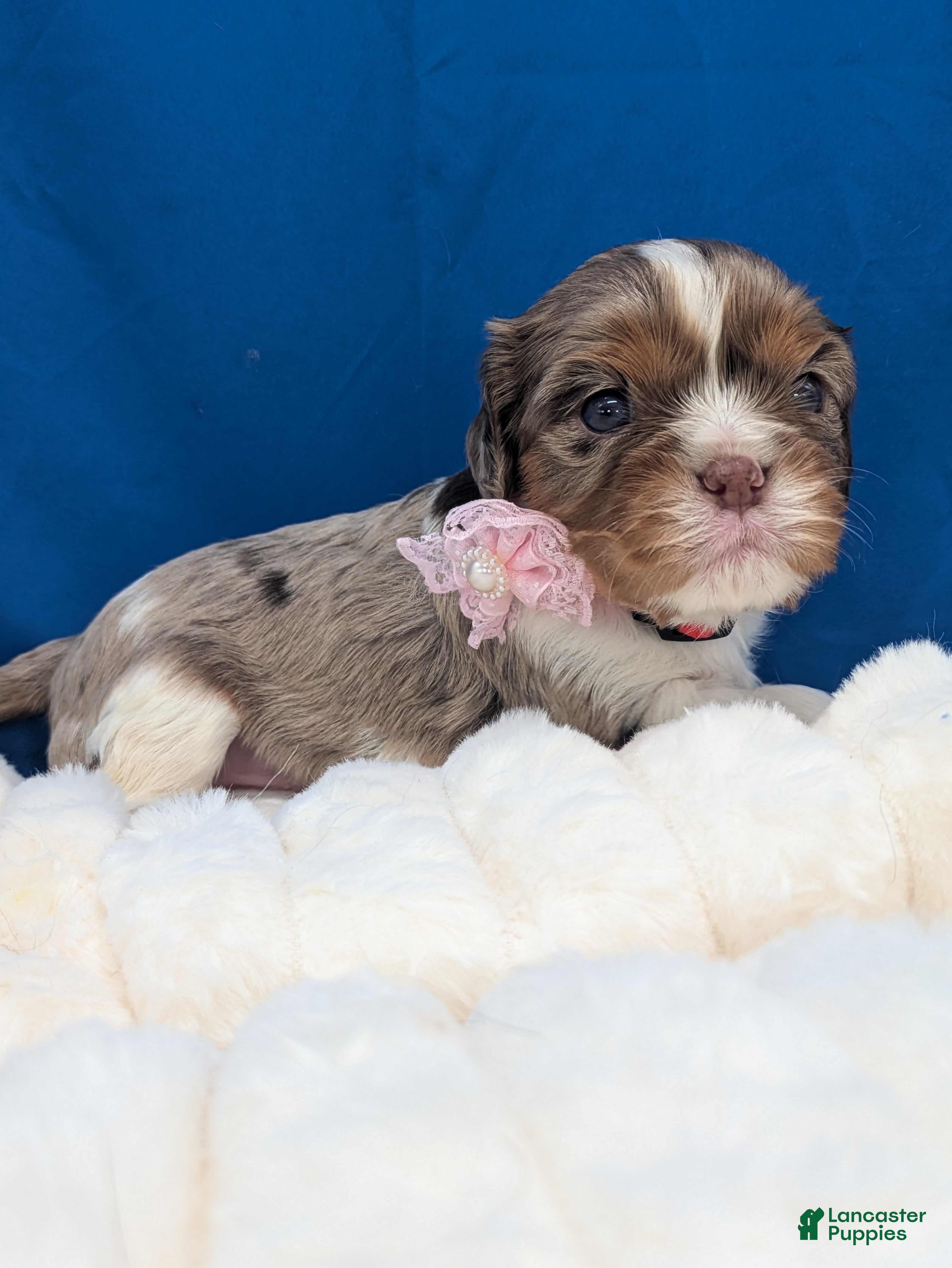 Cavalier King Charles Spaniel dogs Kahlua  - Ad 2