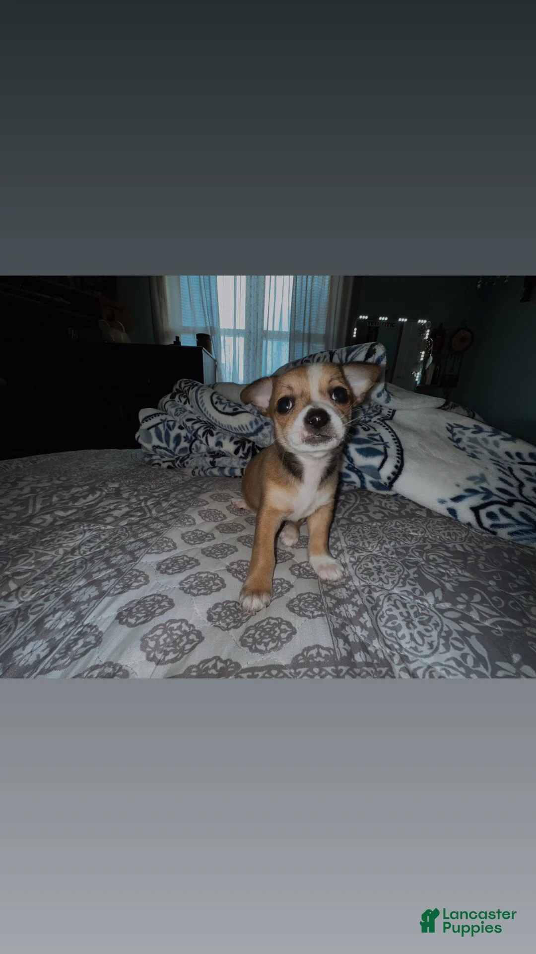 Chihuahua dogs for sale: Batova  - Ad 5
