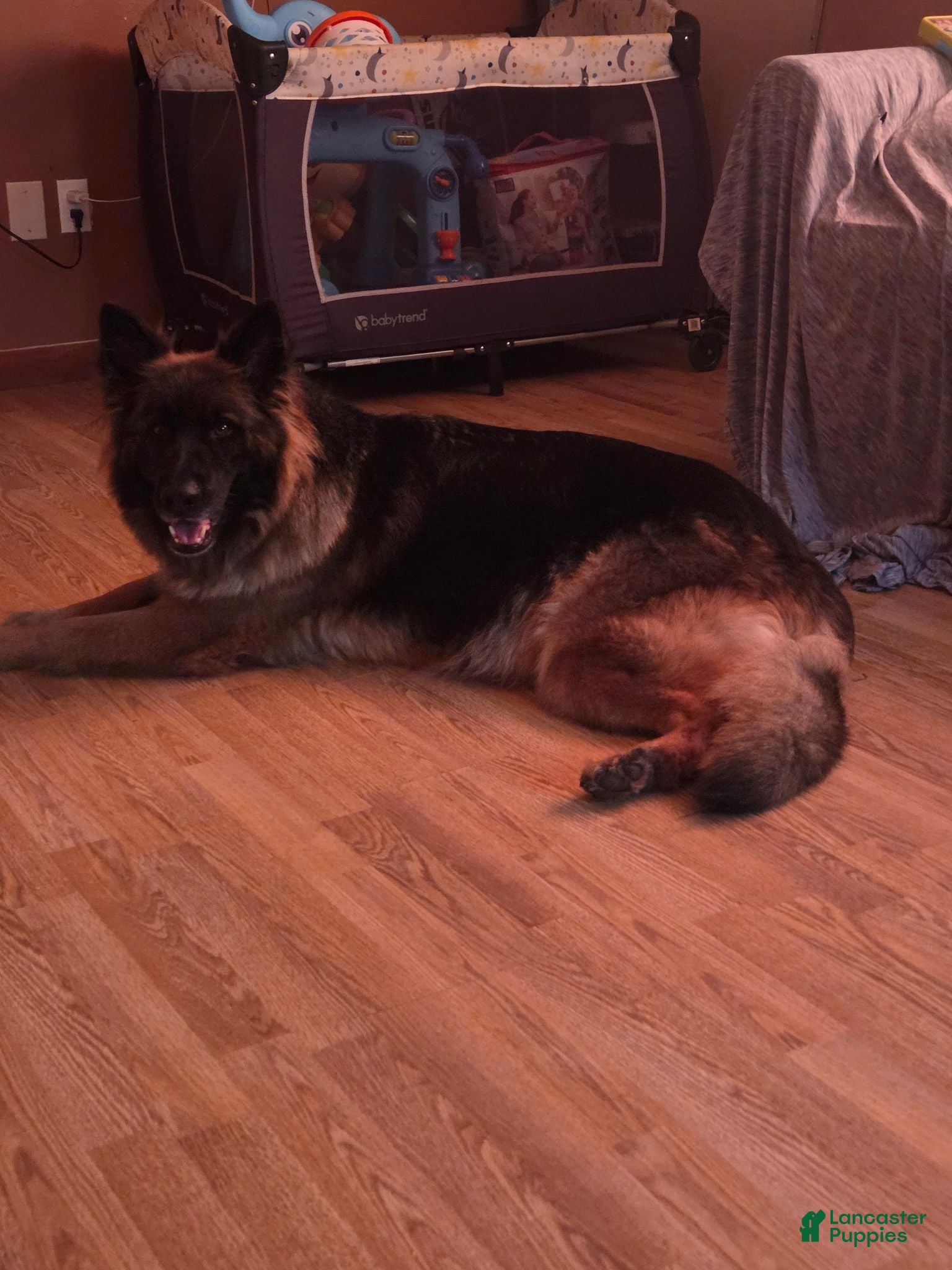 German Shepherd dogs German Shepherd 3 - Ad 2