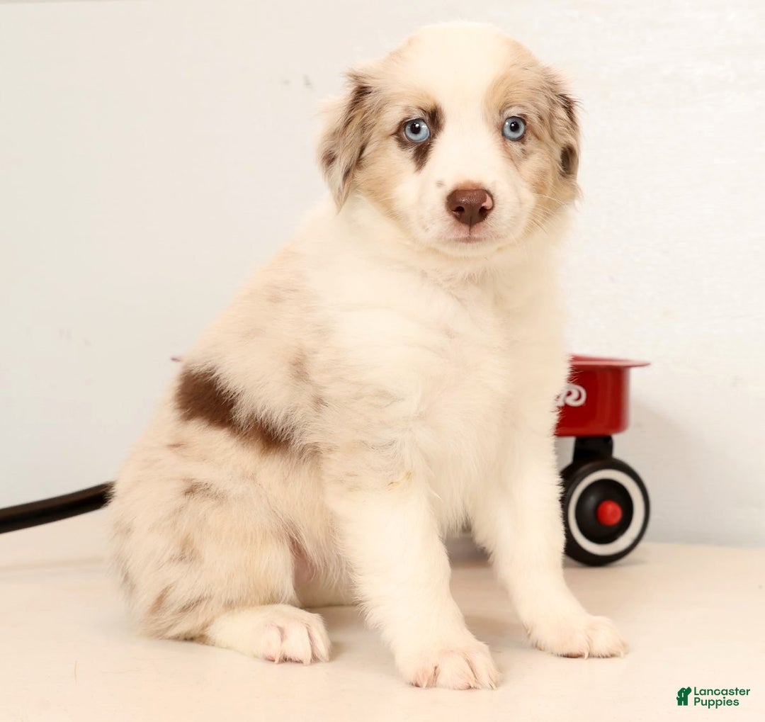 Miniature Australian Shepherd dogs for sale: Rose - Ad 3