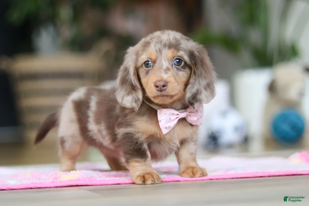 Miniature Dachshund dogs for sale: Callie - Ad 12