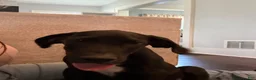 Great Dane dogs for sale: Bear🐻 - Ad 4