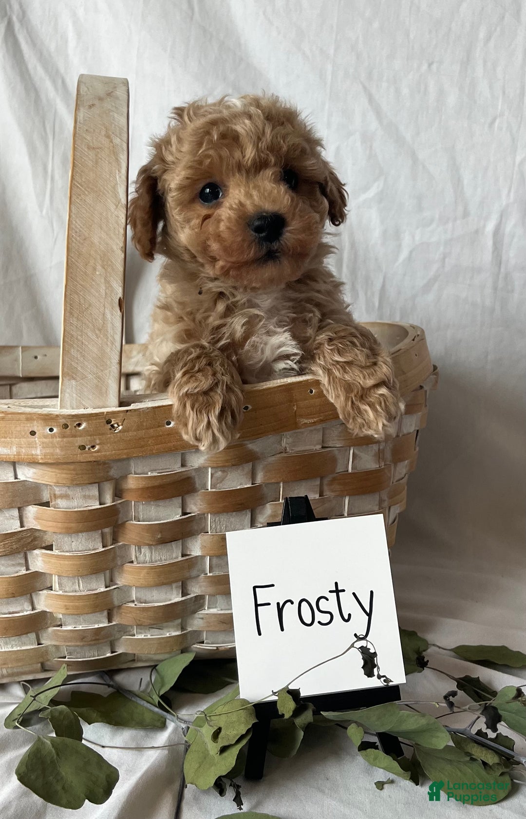Maltipoo dogs for sale: Frosty - Ad 3