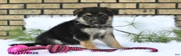 German Shepherd dogs for sale: Kirk - Ad 3