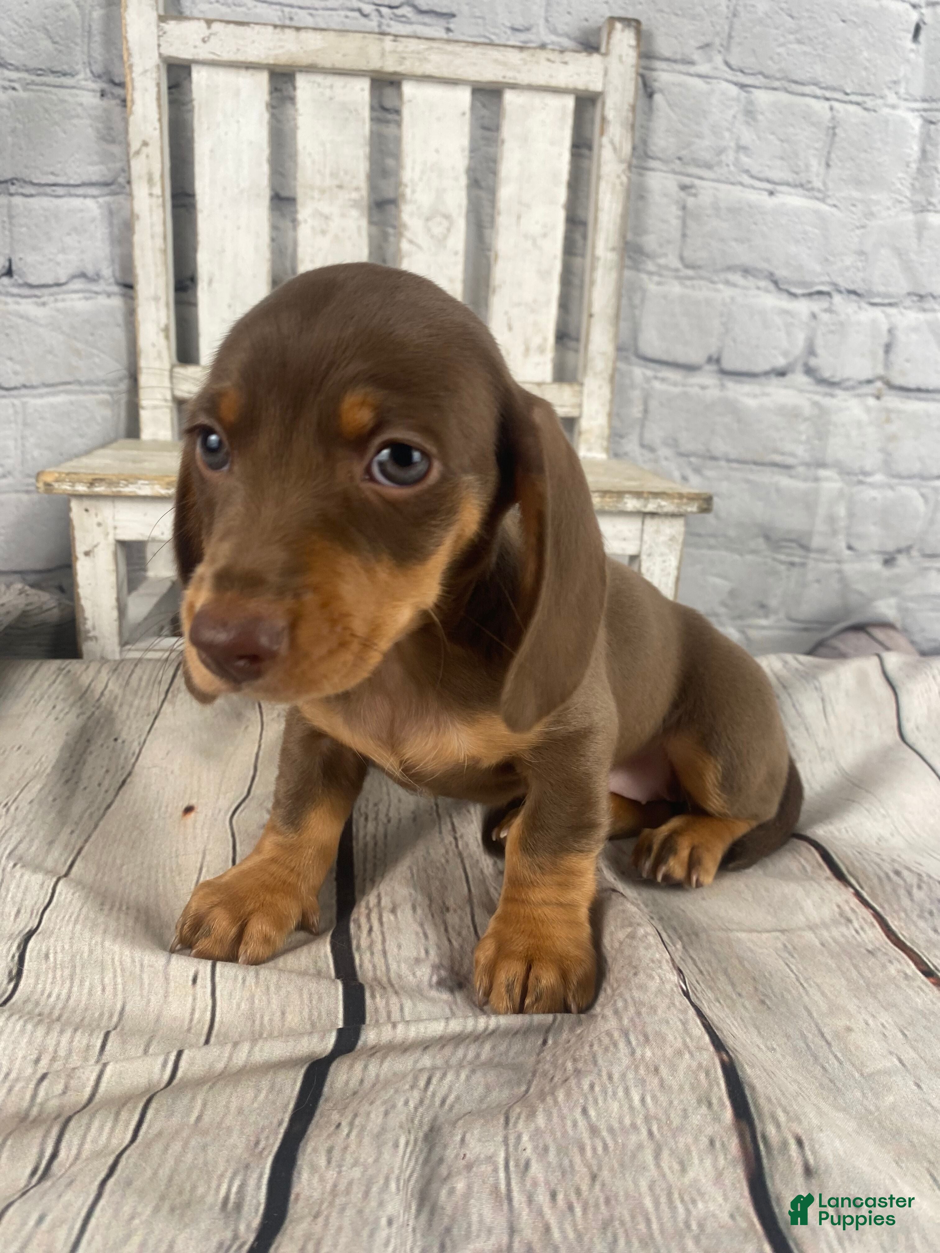 Miniature Dachshund dogs Holly - Ad 1
