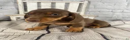 Miniature Dachshund dogs for sale: Holly - Ad 1