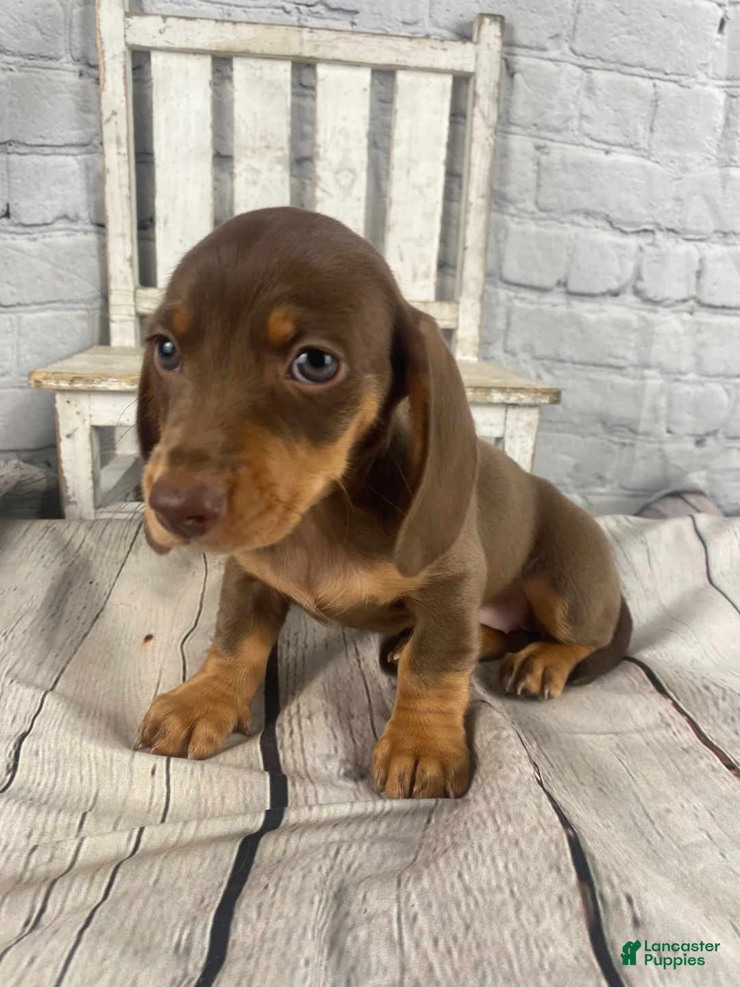 Miniature Dachshund dogs for sale: Holly - Ad 1