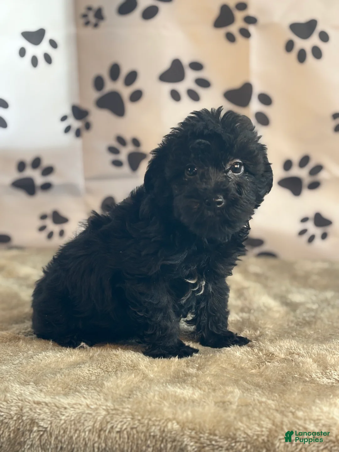 Yorkshire Terrier dogs for sale: Ishmael - Ad 2