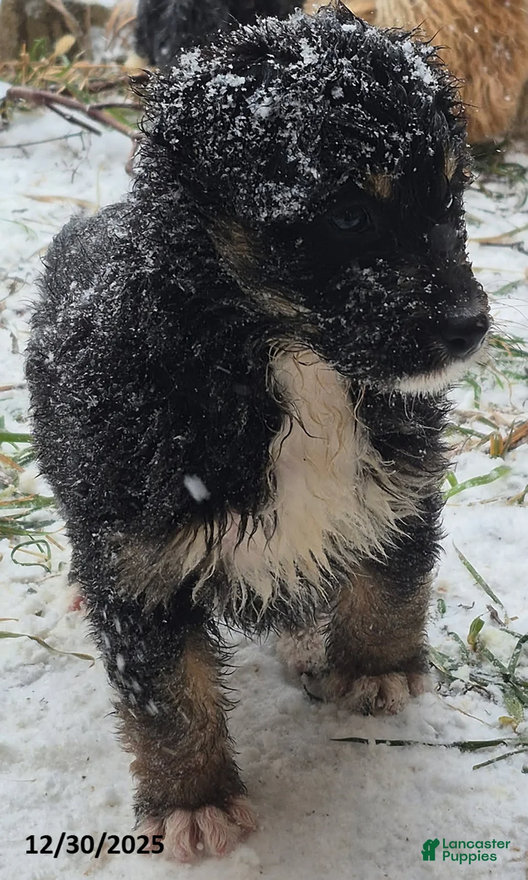 Aussiedoodle dogs for sale: Muffin - Ad 7