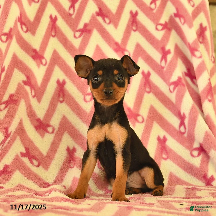 Miniature Pinscher dogs Harvey  - Ad 24