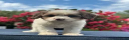 Cavapoo dogs for sale: Finn - Ad 7