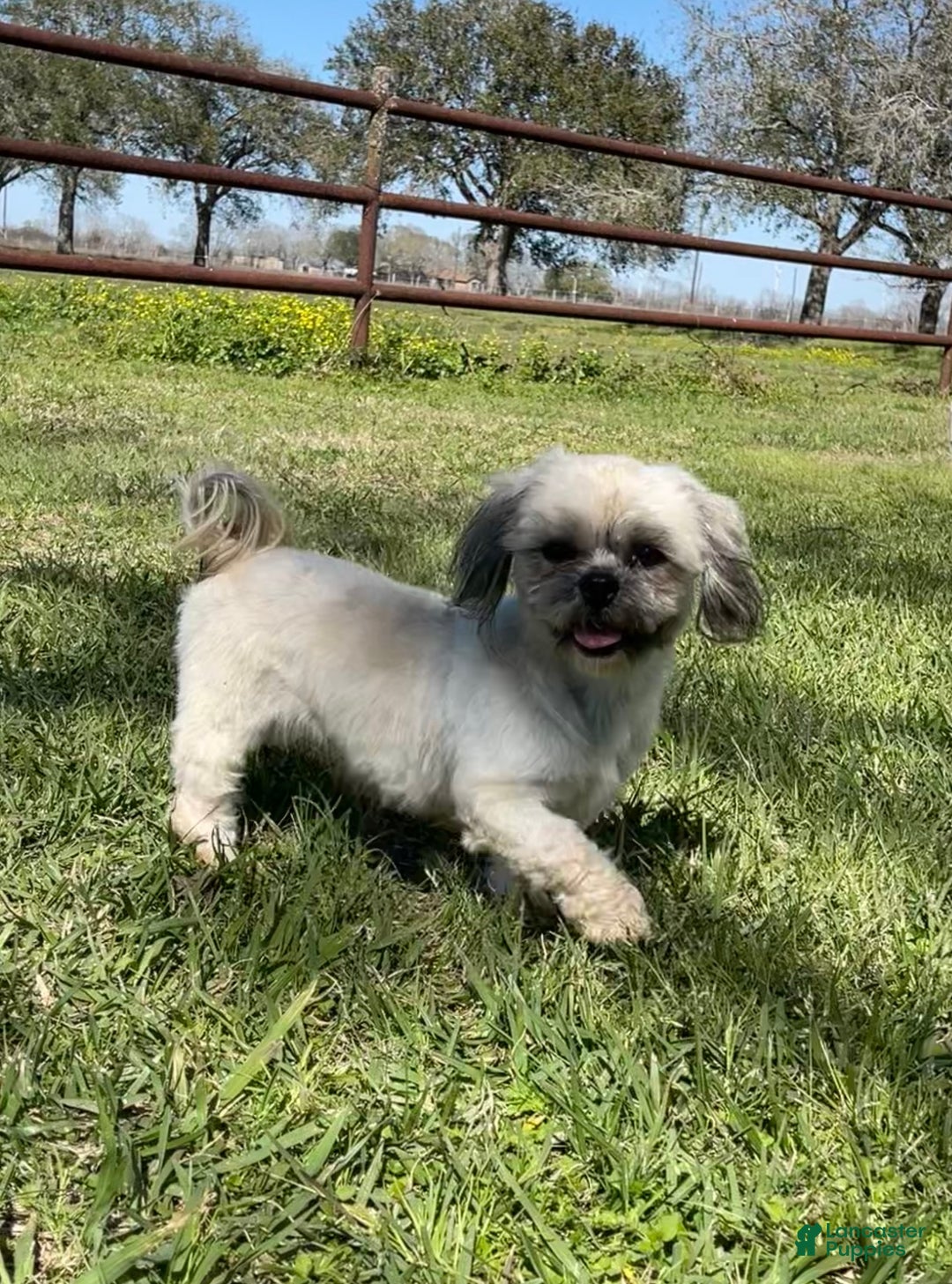 Shihpoo dogs for sale: Kami’s Boy 1 - Ad 2