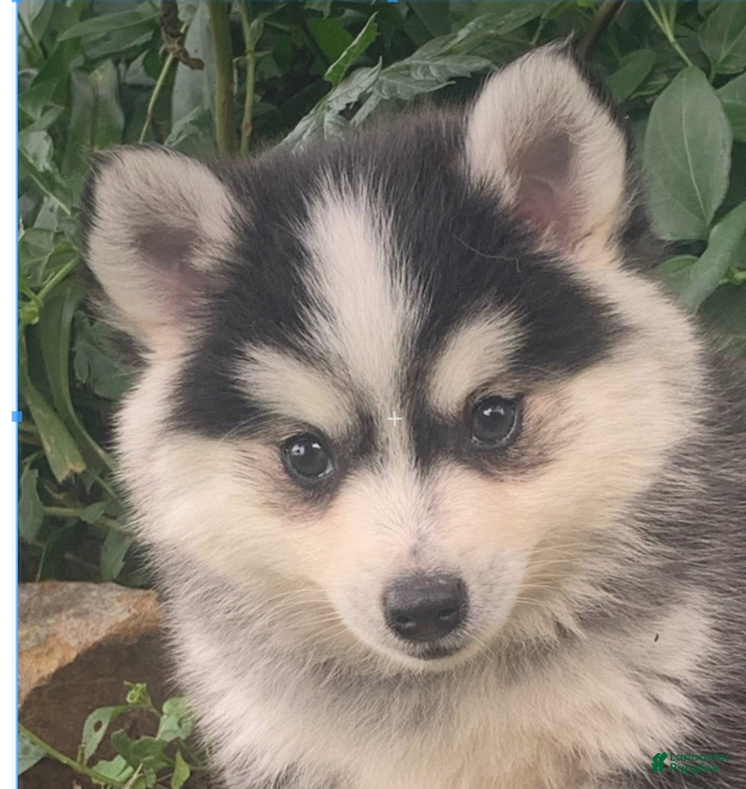 Alaskan Klee Kai dogs for sale: Tucker ~ Sweet Mini Husky - Ad 4